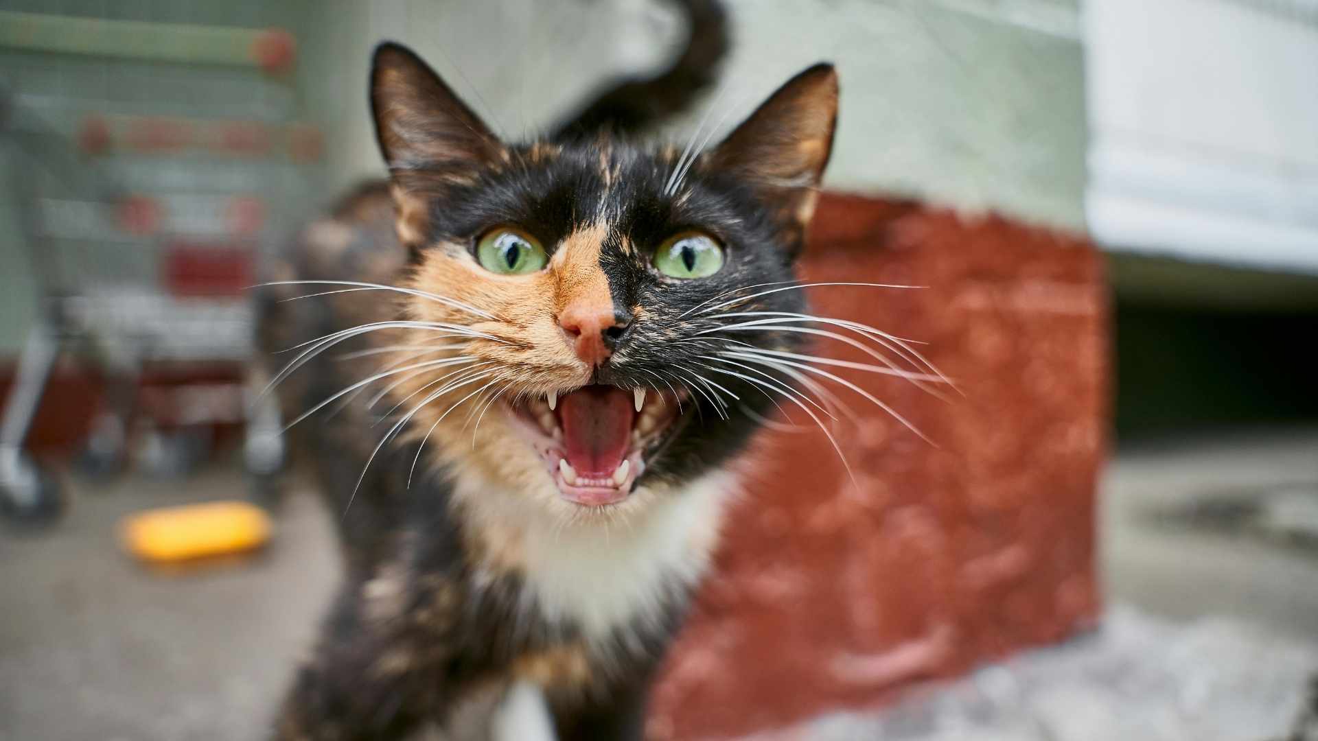 gata maullando